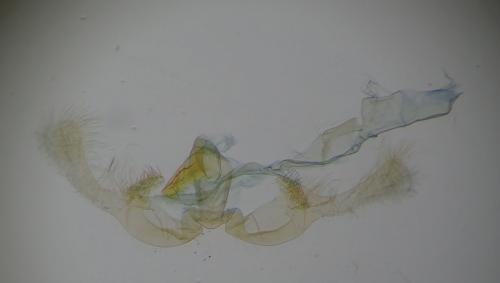 Réf. 267 264 : Endothenia marginana